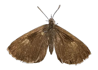 Lachnocnema emperamus — LYCAENIDAE/7 MINA AFRIKANSKA LYCAENIDER/Lycaenidae_DTR1178.jpg