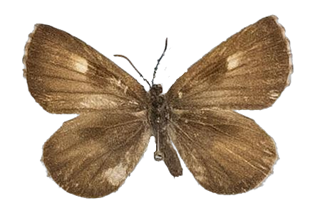 Lachnocnema emperamus — LYCAENIDAE/7 MINA AFRIKANSKA LYCAENIDER/Lycaenidae_DTR1178.jpg
