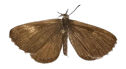 Lachnocnema emperamus — LYCAENIDAE/7 MINA AFRIKANSKA LYCAENIDER/Lycaenidae_DTR1178.jpg
