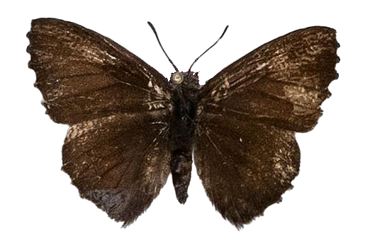 Lachnocnema reutlingeri — LYCAENIDAE/7 MINA AFRIKANSKA LYCAENIDER/Lycaenidae_DTR1178.jpg