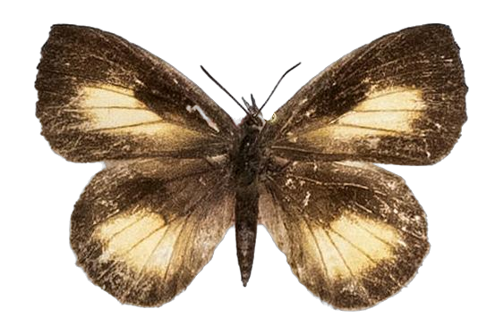 Lachnocnema reutlingeri — LYCAENIDAE/7 MINA AFRIKANSKA LYCAENIDER/Lycaenidae_DTR1178.jpg