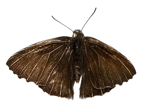 Lachnocnema magna — LYCAENIDAE/7 MINA AFRIKANSKA LYCAENIDER/Lycaenidae_DTR1178.jpg