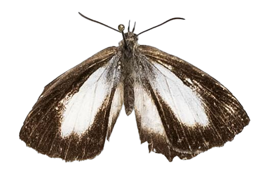 Lachnocnema magna — LYCAENIDAE/7 MINA AFRIKANSKA LYCAENIDER/Lycaenidae_DTR1178.jpg