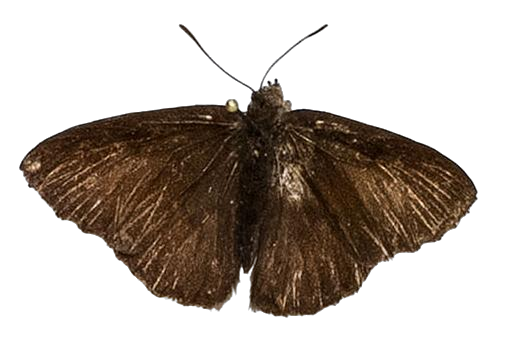 Lachnocnema magna — LYCAENIDAE/7 MINA AFRIKANSKA LYCAENIDER/Lycaenidae_DTR1178.jpg