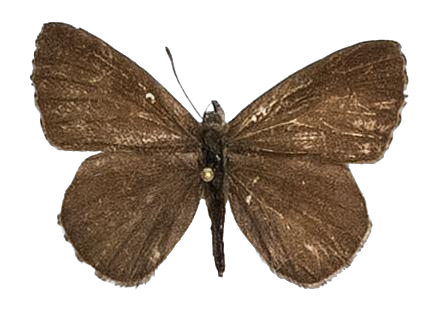 Lachnocnema divergens — LYCAENIDAE/7 MINA AFRIKANSKA LYCAENIDER/Lycaenidae_DTR1178.jpg