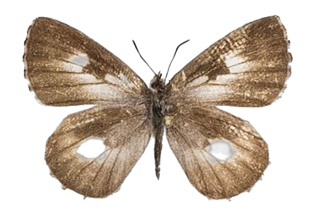 Lachnocnema divergens — LYCAENIDAE/7 MINA AFRIKANSKA LYCAENIDER/Lycaenidae_DTR1178.jpg