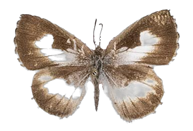 Lachnocnema vuattouxi — LYCAENIDAE/7 MINA AFRIKANSKA LYCAENIDER/Lycaenidae_DTR1178.jpg