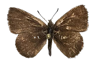 Lachnocnema bibulus — LYCAENIDAE/7 MINA AFRIKANSKA LYCAENIDER/Lycaenidae_DTR1178.jpg