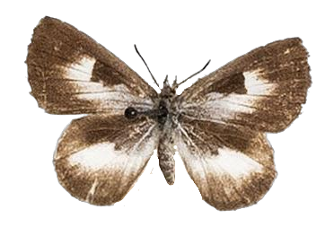 Lachnocnema bibulus — LYCAENIDAE/7 MINA AFRIKANSKA LYCAENIDER/Lycaenidae_DTR1178.jpg