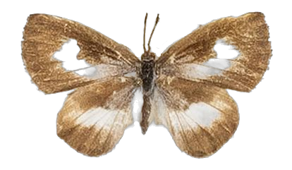 Lachnocnema bibulus — LYCAENIDAE/7 MINA AFRIKANSKA LYCAENIDER/Lycaenidae_DTR1178.jpg