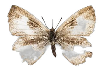 Lachnocnema bibulus — LYCAENIDAE/7 MINA AFRIKANSKA LYCAENIDER/Lycaenidae_DTR1178.jpg