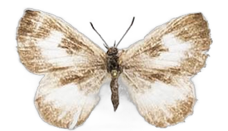 Lachnocnema bibulus — LYCAENIDAE/7 MINA AFRIKANSKA LYCAENIDER/Lycaenidae_DTR1178.jpg