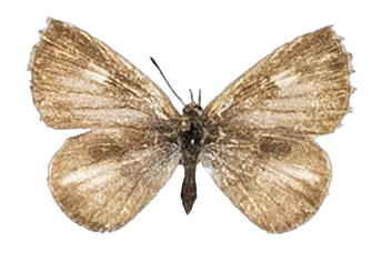 Lachnocnema bibulus — LYCAENIDAE/7 MINA AFRIKANSKA LYCAENIDER/Lycaenidae_DTR1178.jpg