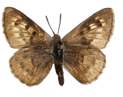 Thestor basutus basutus — LYCAENIDAE/7 MINA AFRIKANSKA LYCAENIDER/Lycaenidae_DTR1178.jpg