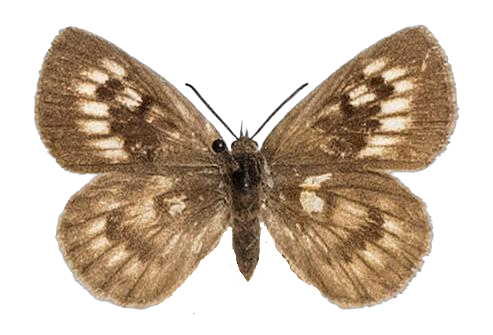Thestor basutus basutus — LYCAENIDAE/7 MINA AFRIKANSKA LYCAENIDER/Lycaenidae_DTR1178.jpg