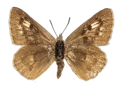 Thestor basutus carpenteri — LYCAENIDAE/7 MINA AFRIKANSKA LYCAENIDER/Lycaenidae_DTR1178.jpg