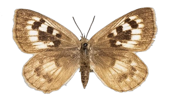 Thestor basutus carpenteri — LYCAENIDAE/7 MINA AFRIKANSKA LYCAENIDER/Lycaenidae_DTR1178.jpg