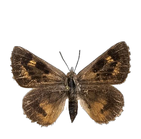 Thestor protumnus protumnus — LYCAENIDAE/7 MINA AFRIKANSKA LYCAENIDER/Lycaenidae_DTR1178.jpg