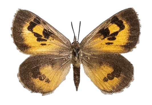 Thestor protumnus protumnus — LYCAENIDAE/7 MINA AFRIKANSKA LYCAENIDER/Lycaenidae_DTR1178.jpg