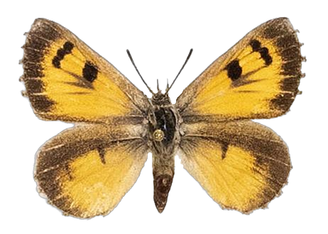 Thestor protumnus aridus — LYCAENIDAE/7 MINA AFRIKANSKA LYCAENIDER/Lycaenidae_DTR1178.jpg