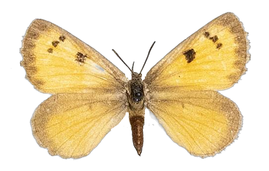 Thestor protumnus aridus — LYCAENIDAE/7 MINA AFRIKANSKA LYCAENIDER/Lycaenidae_DTR1178.jpg