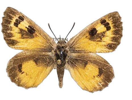 Thestor protumnus mijberghi — LYCAENIDAE/7 MINA AFRIKANSKA LYCAENIDER/Lycaenidae_DTR1178.jpg
