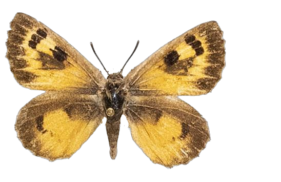 Thestor protumnus mijberghi — LYCAENIDAE/7 MINA AFRIKANSKA LYCAENIDER/Lycaenidae_DTR1178.jpg