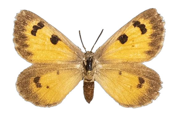 Thestor protumnus mijberghi — LYCAENIDAE/7 MINA AFRIKANSKA LYCAENIDER/Lycaenidae_DTR1178.jpg