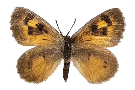 Thestor dryburghi — LYCAENIDAE/7 MINA AFRIKANSKA LYCAENIDER/Lycaenidae_DTR1178.jpg