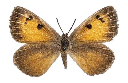 Thestor dryburghi — LYCAENIDAE/7 MINA AFRIKANSKA LYCAENIDER/Lycaenidae_DTR1178.jpg