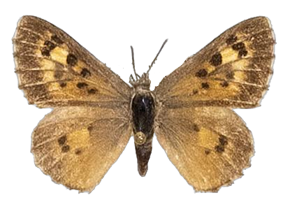 Thestor dicksoni dicksoni — LYCAENIDAE/7 MINA AFRIKANSKA LYCAENIDER/Lycaenidae_DTR1178.jpg