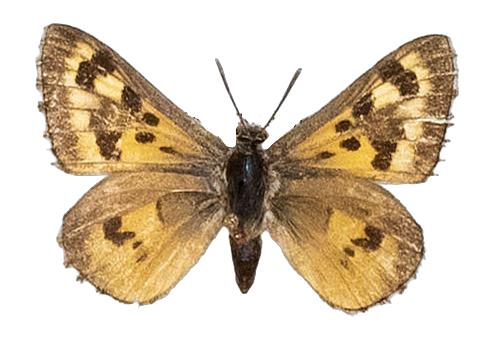 Thestor dicksoni warreni — LYCAENIDAE/7 MINA AFRIKANSKA LYCAENIDER/Lycaenidae_DTR1178.jpg