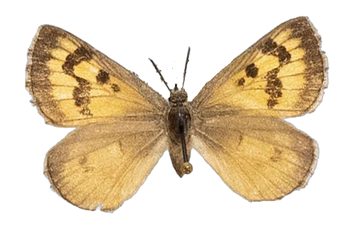 Thestor dicksoni warreni — LYCAENIDAE/7 MINA AFRIKANSKA LYCAENIDER/Lycaenidae_DTR1178.jpg