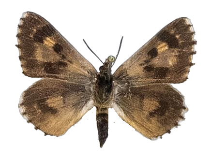 Thestor braunsi — LYCAENIDAE/7 MINA AFRIKANSKA LYCAENIDER/Lycaenidae_DTR1178.jpg