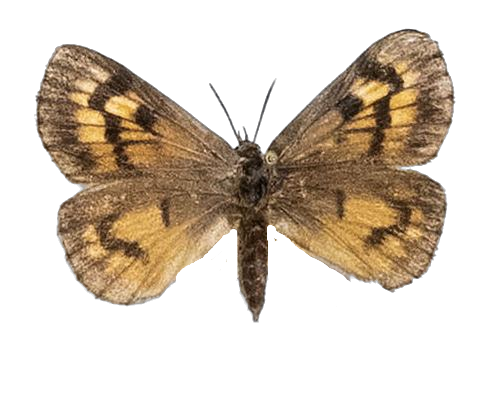 Thestor braunsi — LYCAENIDAE/7 MINA AFRIKANSKA LYCAENIDER/Lycaenidae_DTR1178.jpg