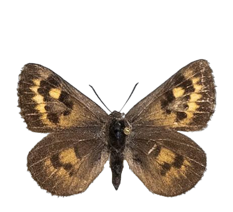 Thestor montanus — LYCAENIDAE/7 MINA AFRIKANSKA LYCAENIDER/Lycaenidae_DTR1178.jpg