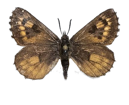 Thestor vansoni — LYCAENIDAE/7 MINA AFRIKANSKA LYCAENIDER/Lycaenidae_DTR1178.jpg