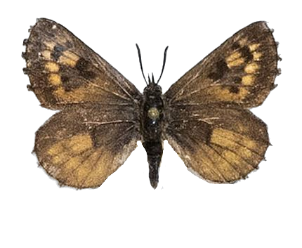 Thestor vansoni — LYCAENIDAE/7 MINA AFRIKANSKA LYCAENIDER/Lycaenidae_DTR1178.jpg