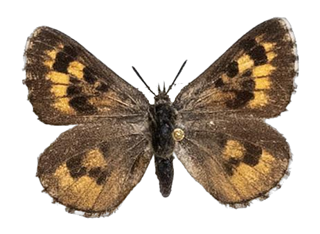Thestor rossouwi — LYCAENIDAE/7 MINA AFRIKANSKA LYCAENIDER/Lycaenidae_DTR1178.jpg
