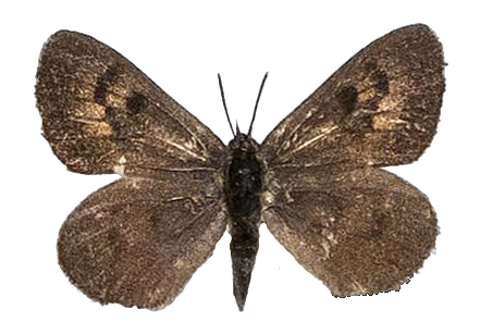 Thestor montanus — LYCAENIDAE/7 MINA AFRIKANSKA LYCAENIDER/Lycaenidae_DTR1178.jpg