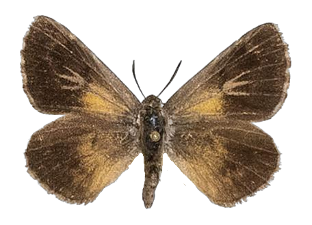 Thestor kaplani — LYCAENIDAE/7 MINA AFRIKANSKA LYCAENIDER/Lycaenidae_DTR1178.jpg
