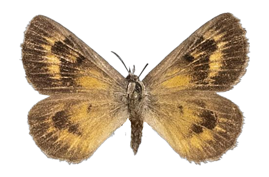 Thestor kaplani — LYCAENIDAE/7 MINA AFRIKANSKA LYCAENIDER/Lycaenidae_DTR1178.jpg