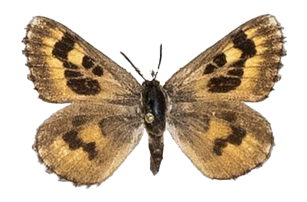 Thestor swanepoeli — LYCAENIDAE/7 MINA AFRIKANSKA LYCAENIDER/Lycaenidae_DTR1178.jpg