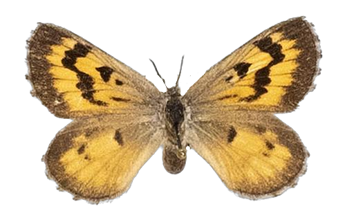 Thestor swanepoeli — LYCAENIDAE/7 MINA AFRIKANSKA LYCAENIDER/Lycaenidae_DTR1178.jpg