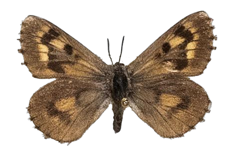 Thestor murrayi — LYCAENIDAE/7 MINA AFRIKANSKA LYCAENIDER/Lycaenidae_DTR1178.jpg