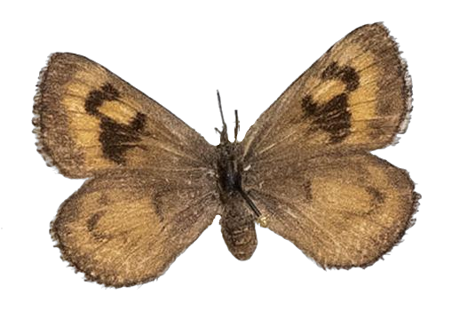 Thestor murrayi — LYCAENIDAE/7 MINA AFRIKANSKA LYCAENIDER/Lycaenidae_DTR1178.jpg