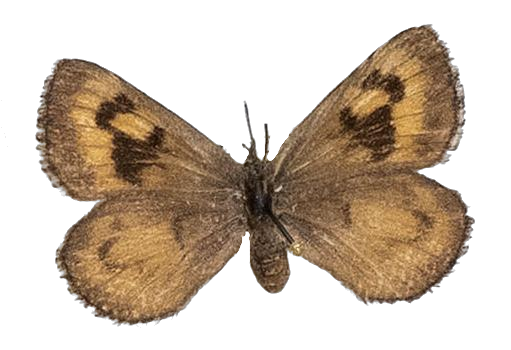 Thestor murrayi — LYCAENIDAE/7 MINA AFRIKANSKA LYCAENIDER/Lycaenidae_DTR1178.jpg