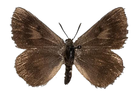 Thestor holmesi — LYCAENIDAE/7 MINA AFRIKANSKA LYCAENIDER/Lycaenidae_DTR1178.jpg