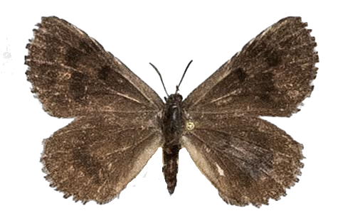 Thestor holmesi — LYCAENIDAE/7 MINA AFRIKANSKA LYCAENIDER/Lycaenidae_DTR1178.jpg