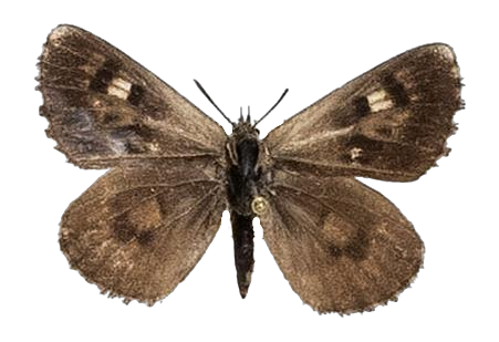 Thestor brachycera brachycerus — LYCAENIDAE/7 MINA AFRIKANSKA LYCAENIDER/Lycaenidae_DTR1178.jpg